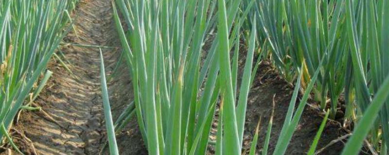 小葱根部生蛆怎么办,用什么药防治效果好