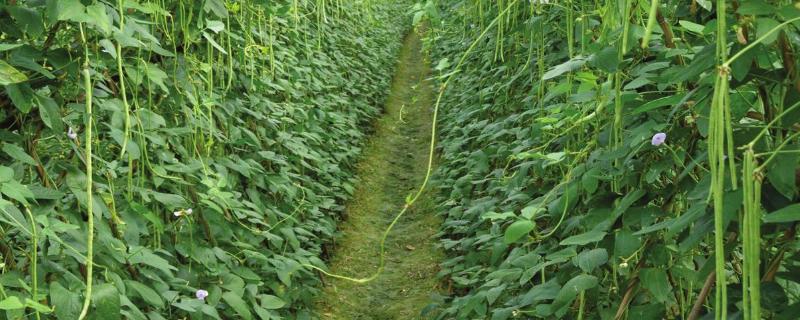 豇豆农药残留高吗,附豇豆的种植方法