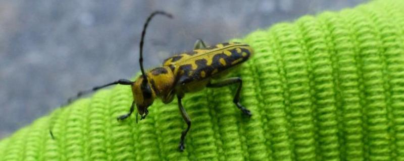 天牛怎么养喂什么,需要用养殖箱养殖吗