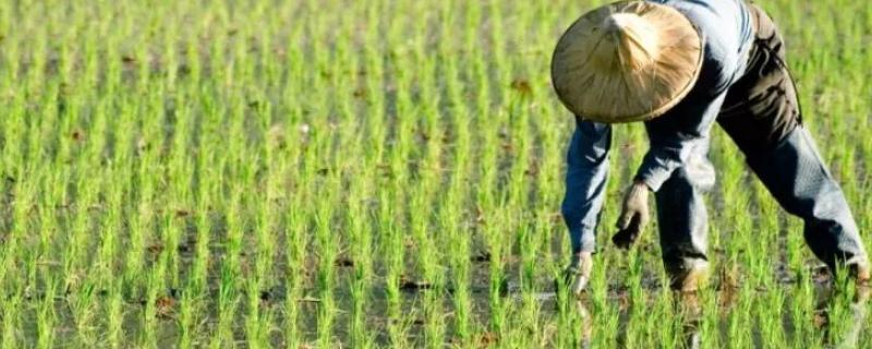 适合易涝多水的农作物 比较耐涝的农作物有哪些