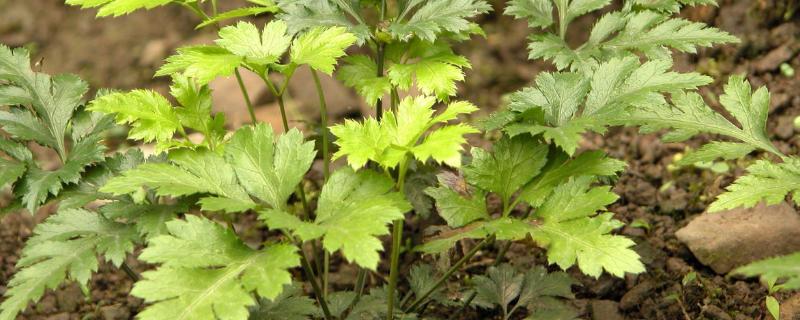 黄连的来源品种有哪些（黄连的主要产地）