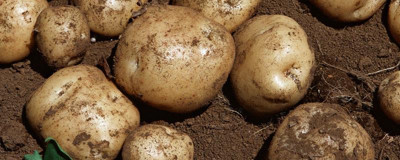 土豆怎么打叉高产，什么阶段打叉（土豆打叉子的土豆生长有影响吗）