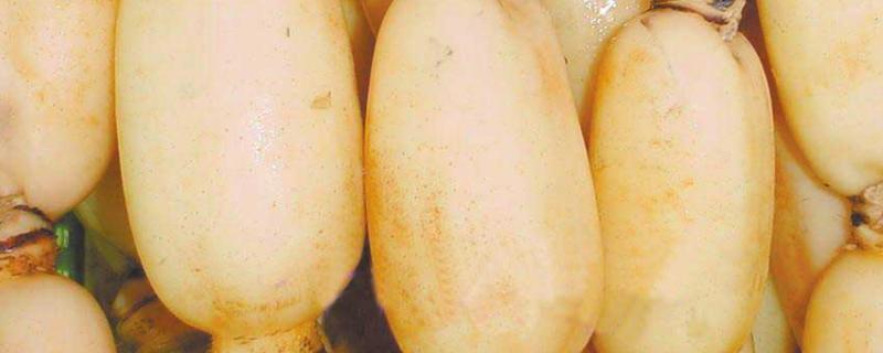 大棚莲藕种植技术,附种植条件