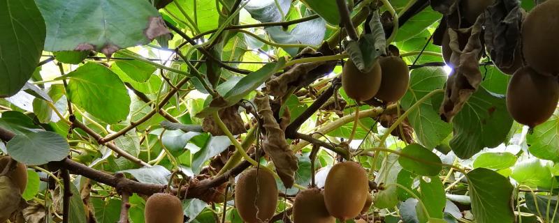 猕猴桃喷雾授粉方法,授粉后几小时起效