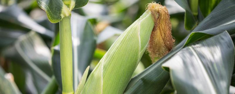 冀农707玉米种产量如何，附简介 冀农367玉米品种