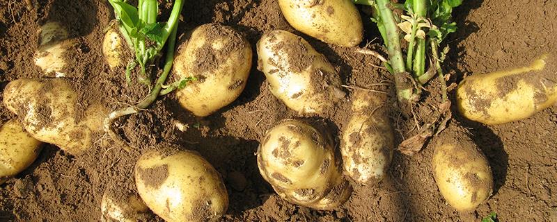 马铃薯青枯病，附症状和防治方法 马铃薯青枯病的危害症状