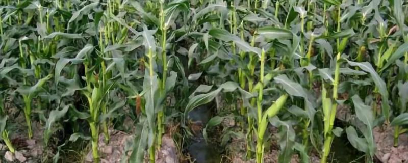 良玉99玉米种可以打矮壮素吗,矮壮素能和杀虫剂一起打吗