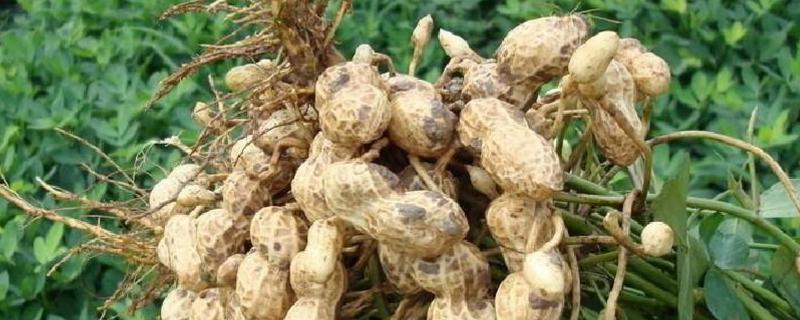 花生缺苗怎么补救，可以移栽吗（花生缺苗怎么补救,可以移栽吗图片）