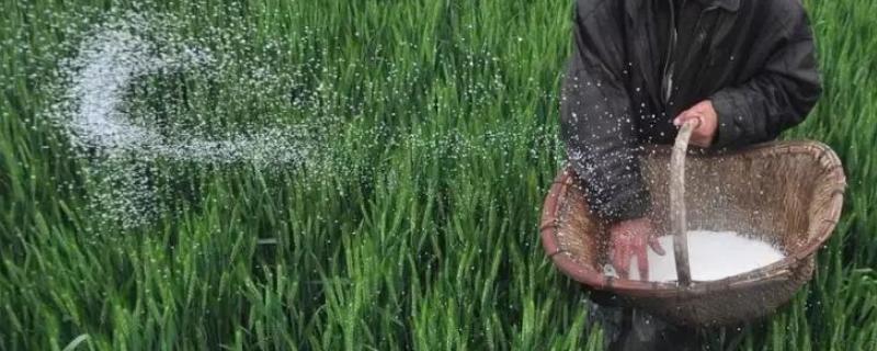 20-20-20水溶肥配方,有机水溶肥可以代替有机肥吗