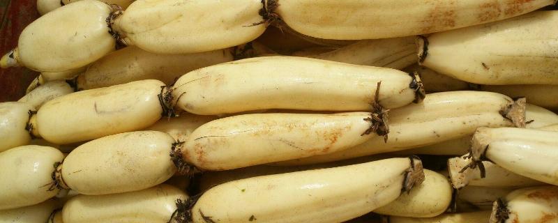 莲藕用什么繁殖，施什么肥好 种莲藕需要使用什么肥