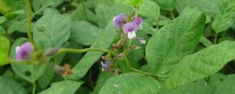 大豆结荚期打什么药,结荚期施什么肥