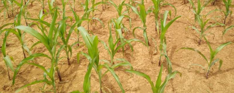 玉米长不高是什么原因,会不会影响产量