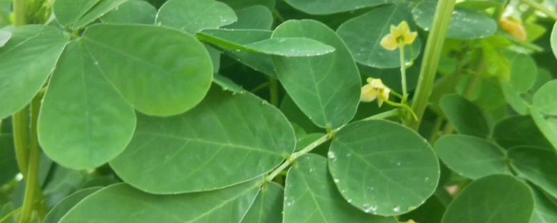 花生叶面肥用什么高产,什么时候施肥好