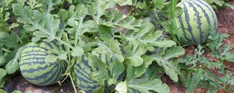 西瓜的生长过程,生长周期是多少天 西瓜的生长时间过程