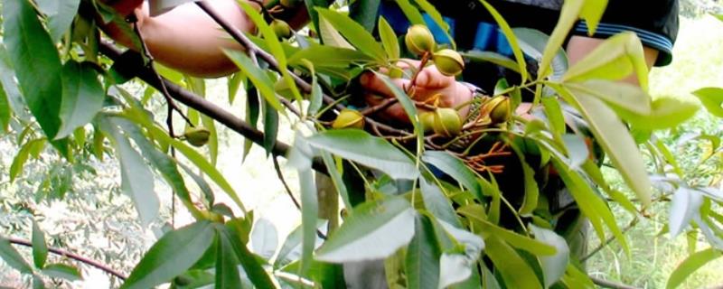 授粉坐果精的使用方法,授粉坐果精的成分