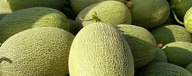 7月份可以种哈密瓜吗,附哈密瓜的种植方法