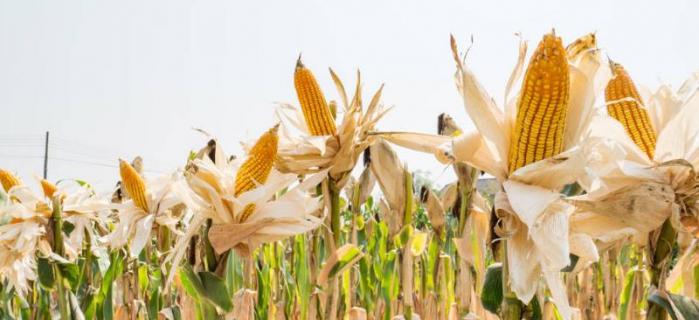 玉米心叶发白什么原因,附病症 玉米心叶发黄萎蔫是什么原因?