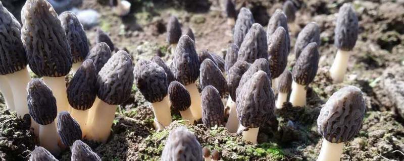 羊肚菌人工种植技术,附种植条件(羊肚菌人工种植技术,附种植条件是什么)