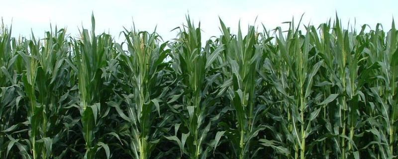 玉米心叶发黄是什么原因，是缺少什么