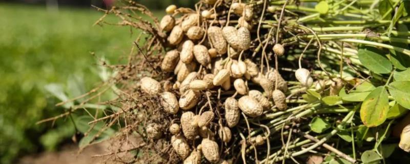 三月种花生几月成熟,种花生用什么肥料高产