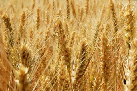 菏麦24小麦品种