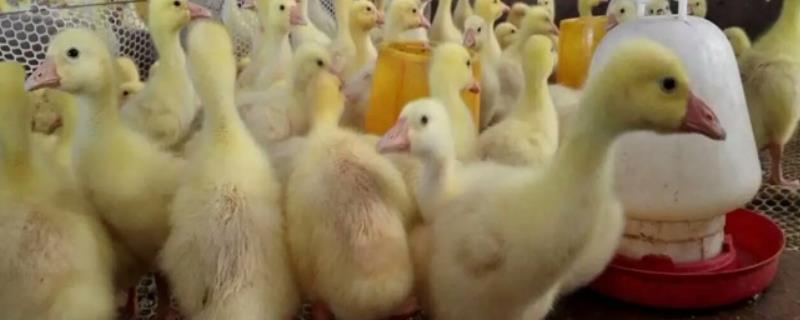 喂鹅的方法和技术,附喂鹅的配料 喂鹅的方法和技术视频