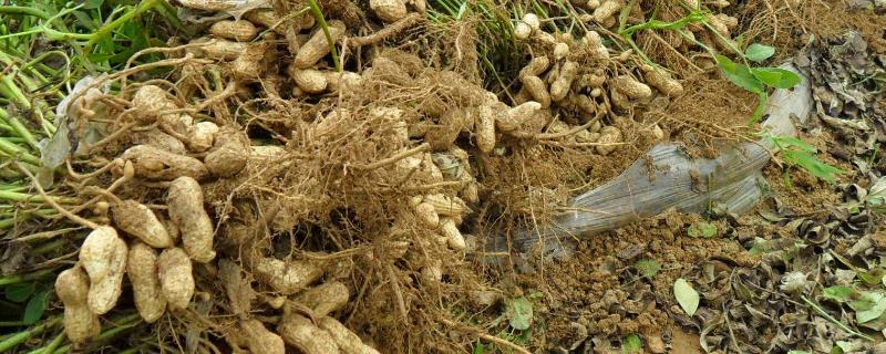 花生开花下针期田间管理要点,下针期用什么肥料好