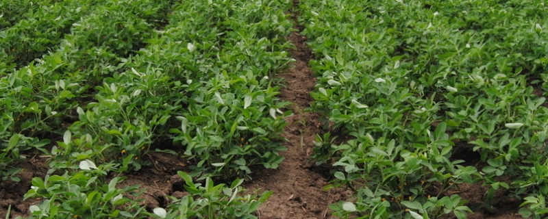花生营养药和除草剂能一起打吗,打后下雨需要重新打吗
