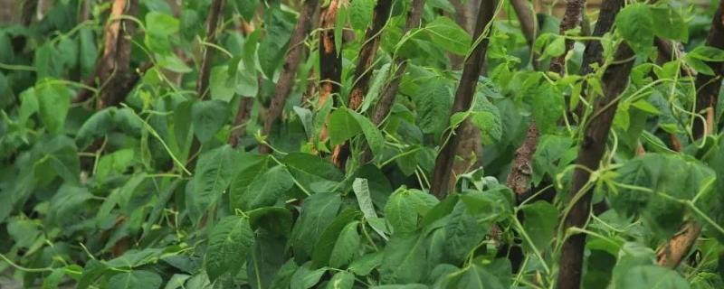 豇豆病虫害防治技术,豇豆的生育期有多长