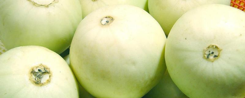 香瓜种植技术与管理方法（露地香瓜种植技术与管理方法）