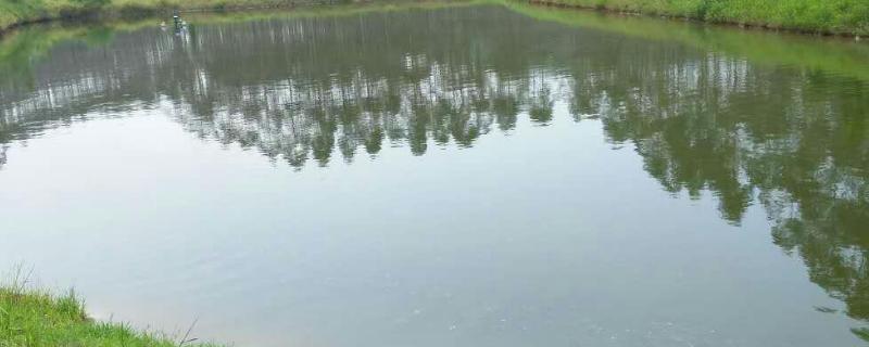 鱼用敌百杀虫剂使用方法,附使用时间