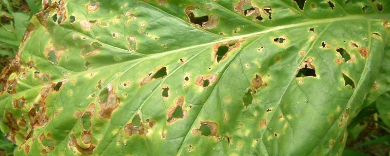 烤烟病害图片及防治 烤烟病害图片及防治 病症