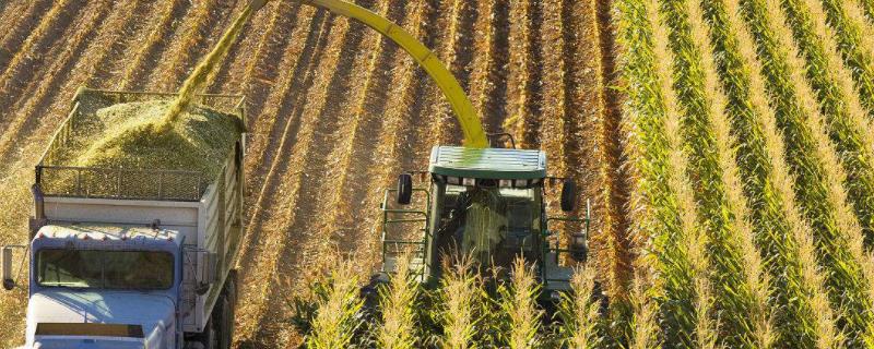 青储玉米一亩地大概能出多少吨,青储玉米和普通玉米有什么区别