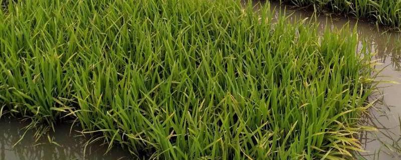 秧苗培育方法,用什么土壤好