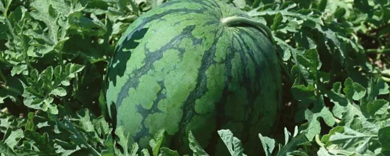 西瓜8月份还能种吗，哪个品种好（西瓜8月份还能种吗,哪个品种好些）