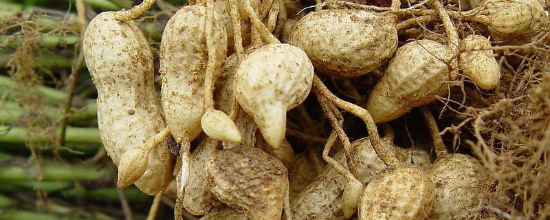 花生开花多久能踩秧,花生踩秧有什么好处