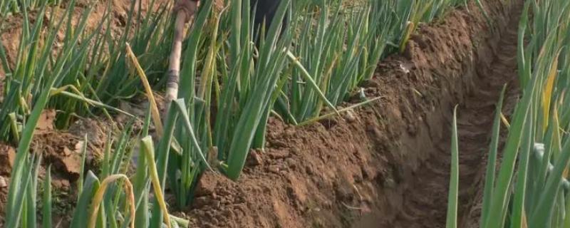 大葱高产种植技术，附追肥方法（大葱种植高产施肥技巧）