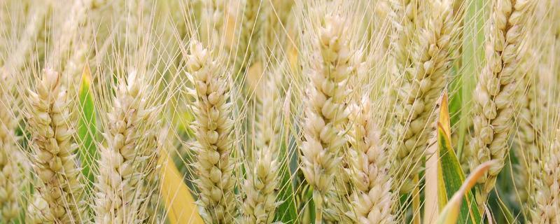 山农40小麦品种特征与产量 山农40小麦品种特征特性