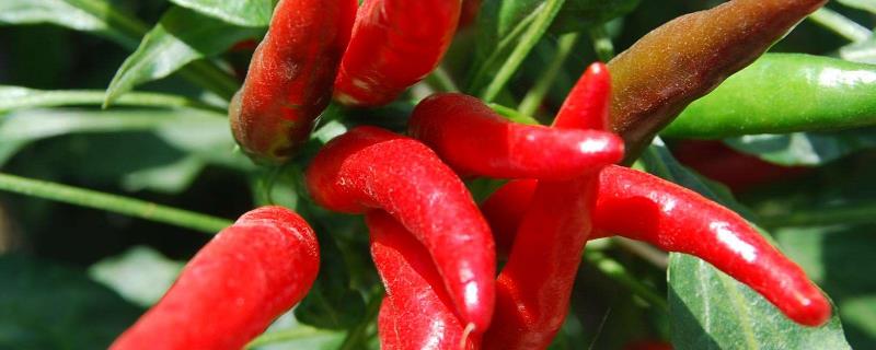 小米椒种植方法与技术（小米椒怎么种植技术）