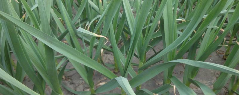 大蒜中后期水肥管理,肥料用多了怎么办