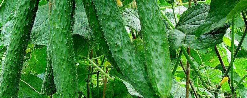 黄瓜可以浇尿素吗,附尿素叶面喷施方法