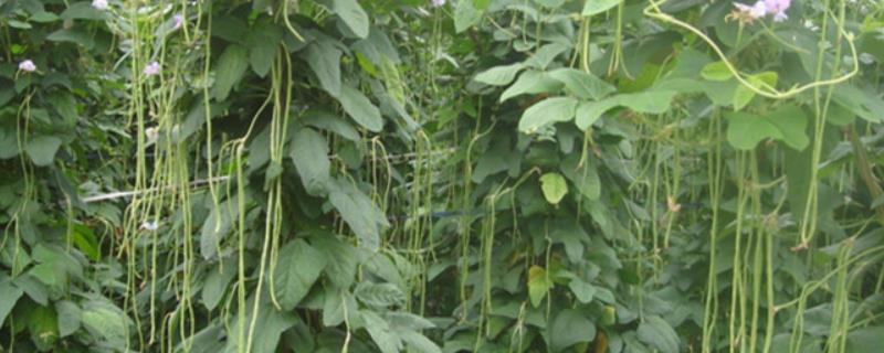 豇豆追肥什么肥料才是高产，肥料烧根怎么办
