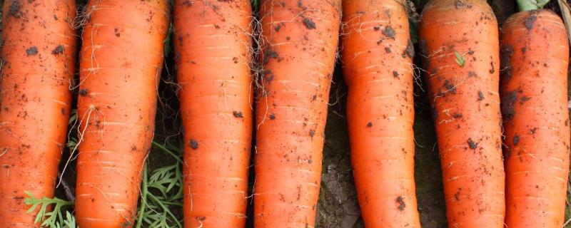 胡萝卜怎么种,分别介绍水培和土培方法