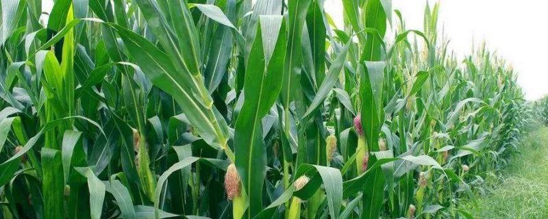 盛玉367玉米品种介绍(盛玉367玉米品种简介)