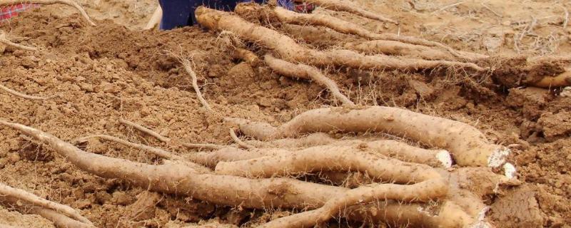 山药u型槽栽培技术,什么时候种植好