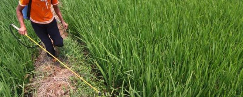 草铵膦加什么除草烂根,与草甘膦的区别在哪