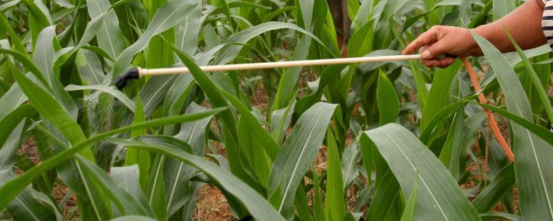 氟磺胺草醚适用的作物,氟磺胺草醚的作用及效果