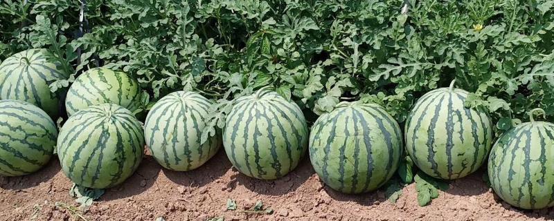 露地可以种8424西瓜吗,附8424西瓜简介 8424露地西瓜留几个瓜