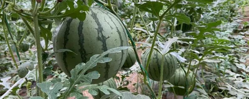 西瓜的种植时间与方法（西瓜的种植时间与方法PPT）