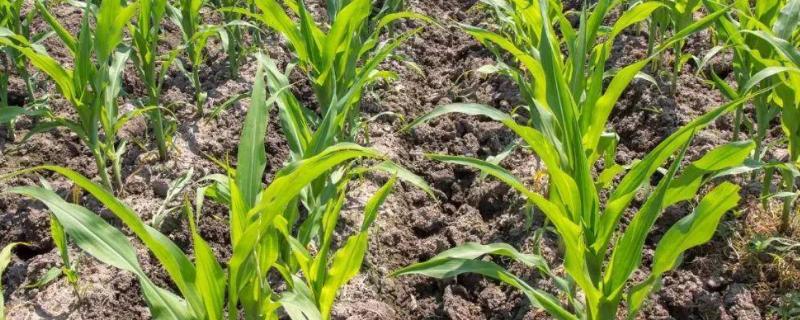 玉米播种后下雨怎样破除板结,播种后用什么除草剂